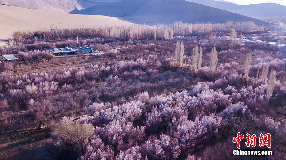 鳴沙山麓に広がる一面のアンズの花が春を演出　甘粛省