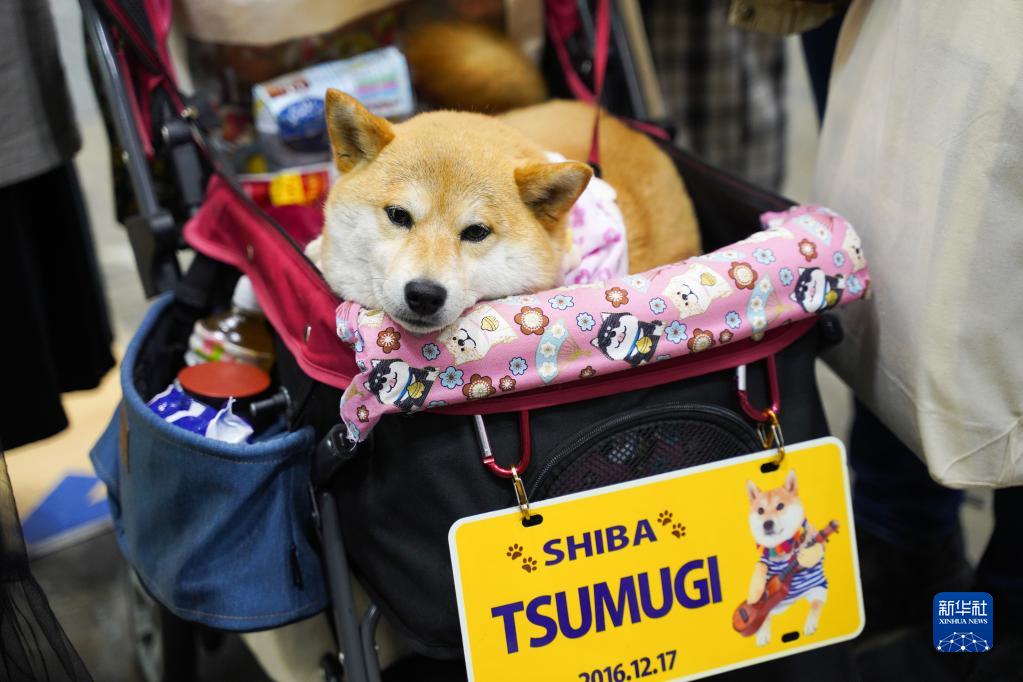 4月1日、東京ビッグサイトで開催中のインターペット東京で撮影された柴犬（撮影・張笑宇）。