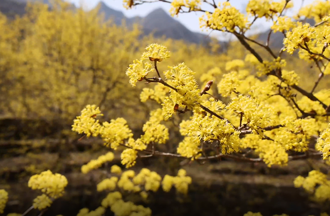 トウグミの花が満開の春の山の景色　山西・蠎河