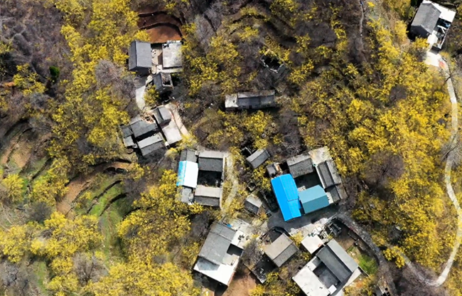 トウグミの花が満開の春の山の景色　山西・蠎河