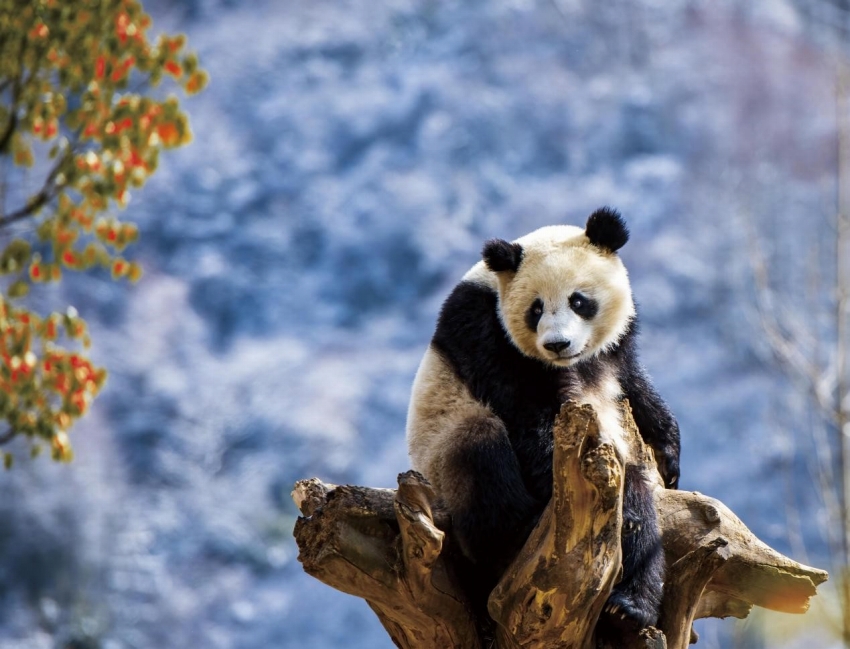 多くの動植物の保護につながるアンブレラ種のパンダ保護