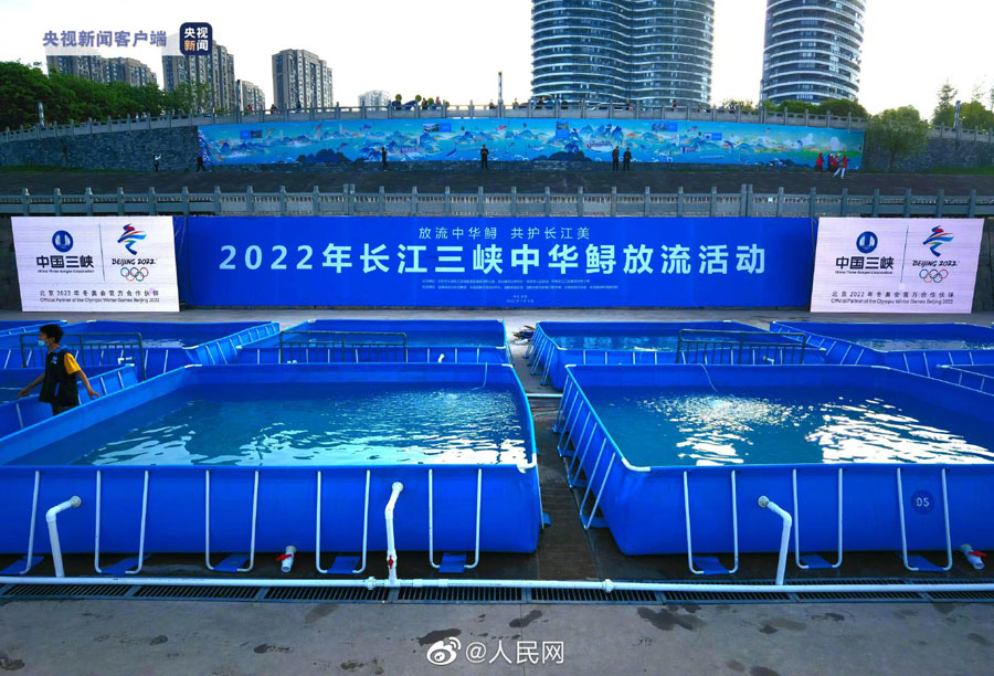「水中のパンダ」中華チョウザメ23万匹を長江に放流　湖北省宜昌