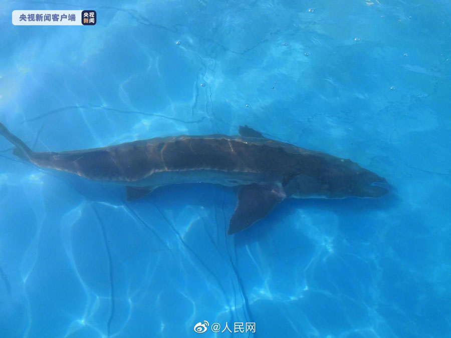 「水中のパンダ」中華チョウザメ23万匹を長江に放流　湖北省宜昌