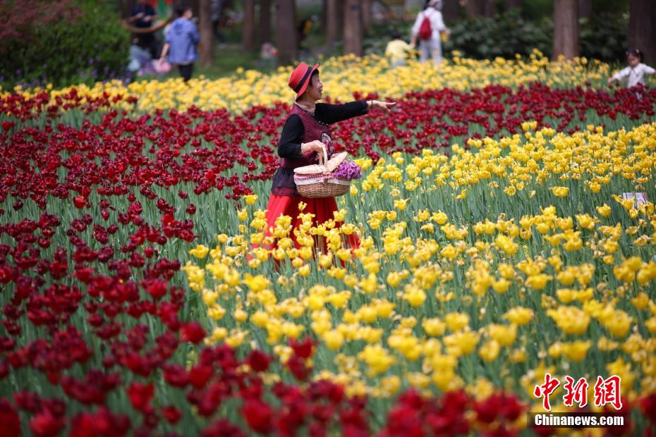満開を迎えた紫金山の花々　江蘇省南京