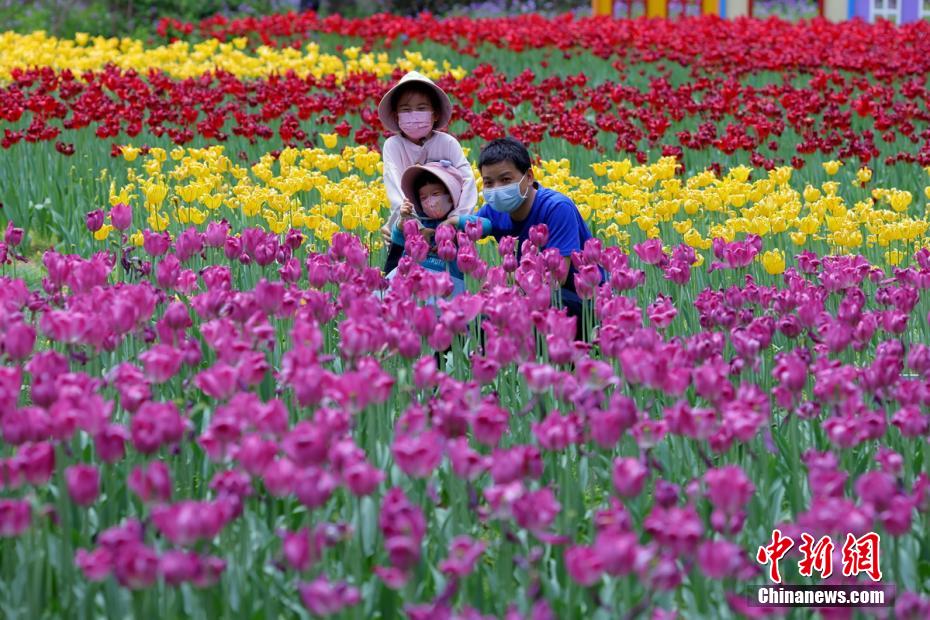 満開を迎えた紫金山の花々　江蘇省南京