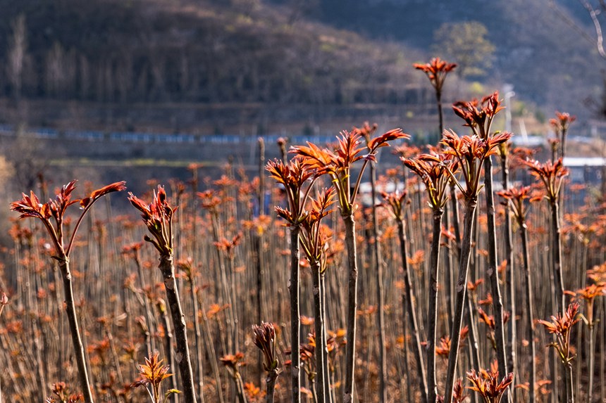 チャンチンの収穫シーズン迎えた春の太行山　河南省鶴壁