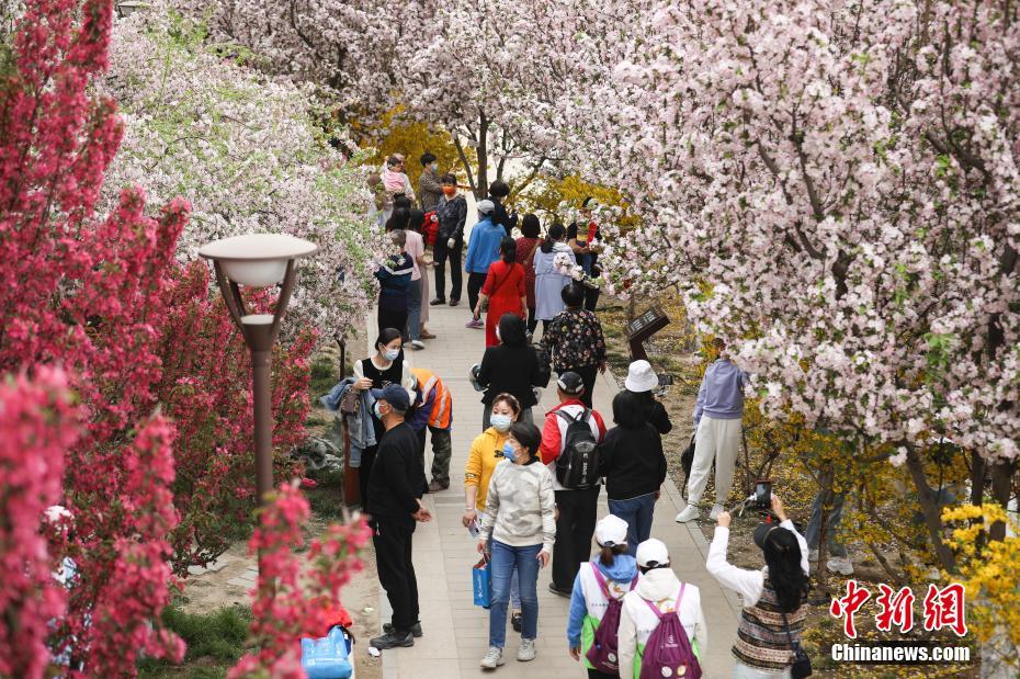 元大都遺跡公園のカイドウの花が満開に　北京