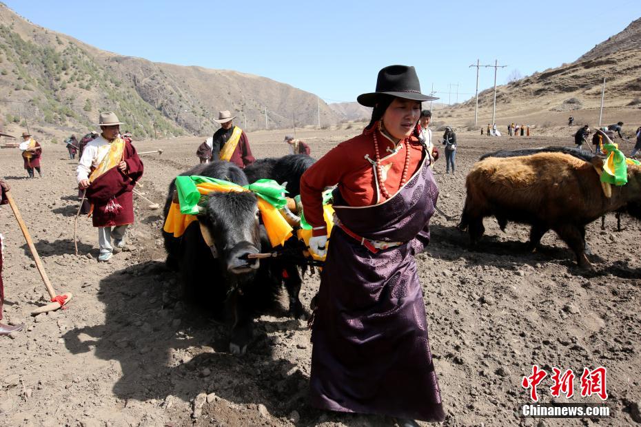 掛け声をかけながら田畑を耕す女性たち（写真提供・班瑪県委員会宣伝部）。
