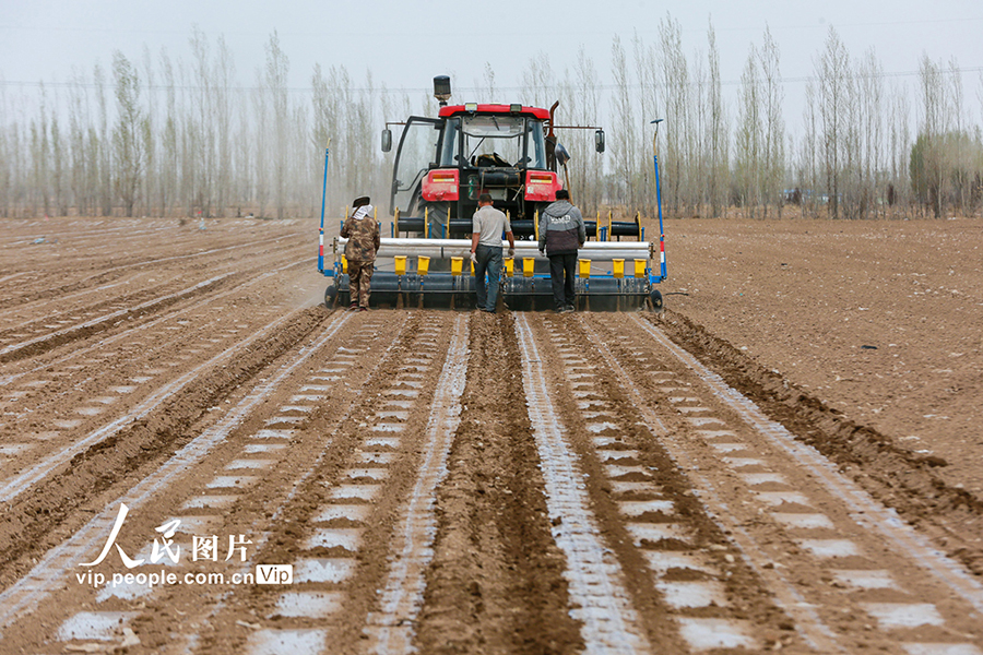 新疆フトビ県、3.6万ヘクタールの土地で綿の種まき作業