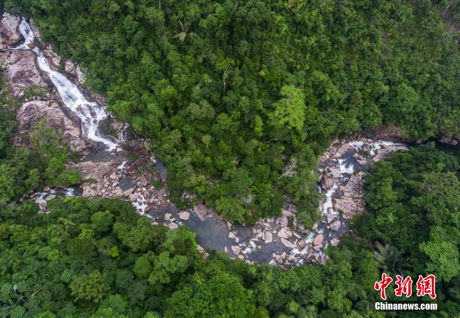 生命の宝庫「海南熱帯雨林国家公園」を訪ねて　海南省