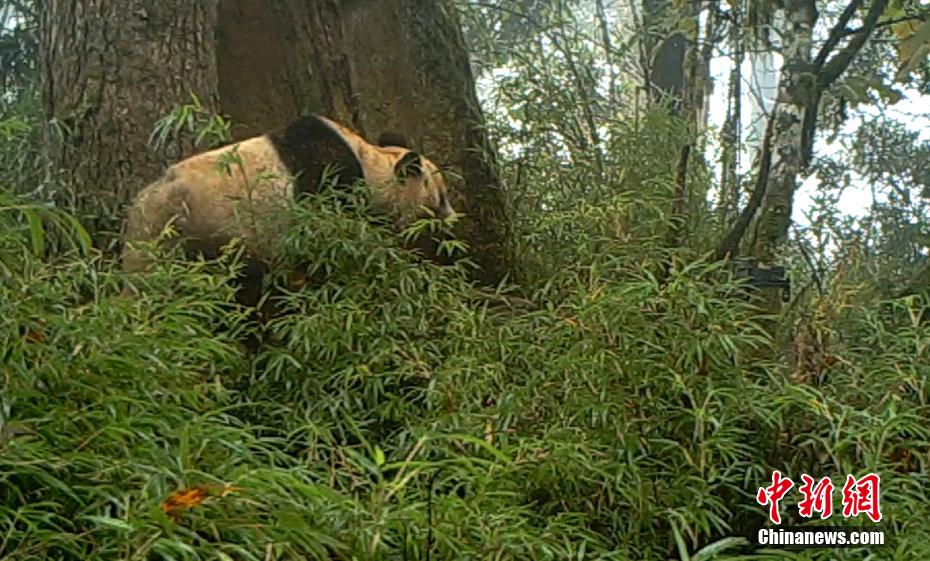 樹洞で「二度寝」する野生のパンダ　四川省宝興