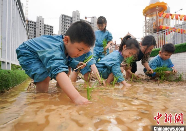 4月14日、江西省新余市蓓蕾幼稚園で、教員の指導のもと、稲に関する知識を学び、田植えを体験する園児たち（撮影・趙春亮）。