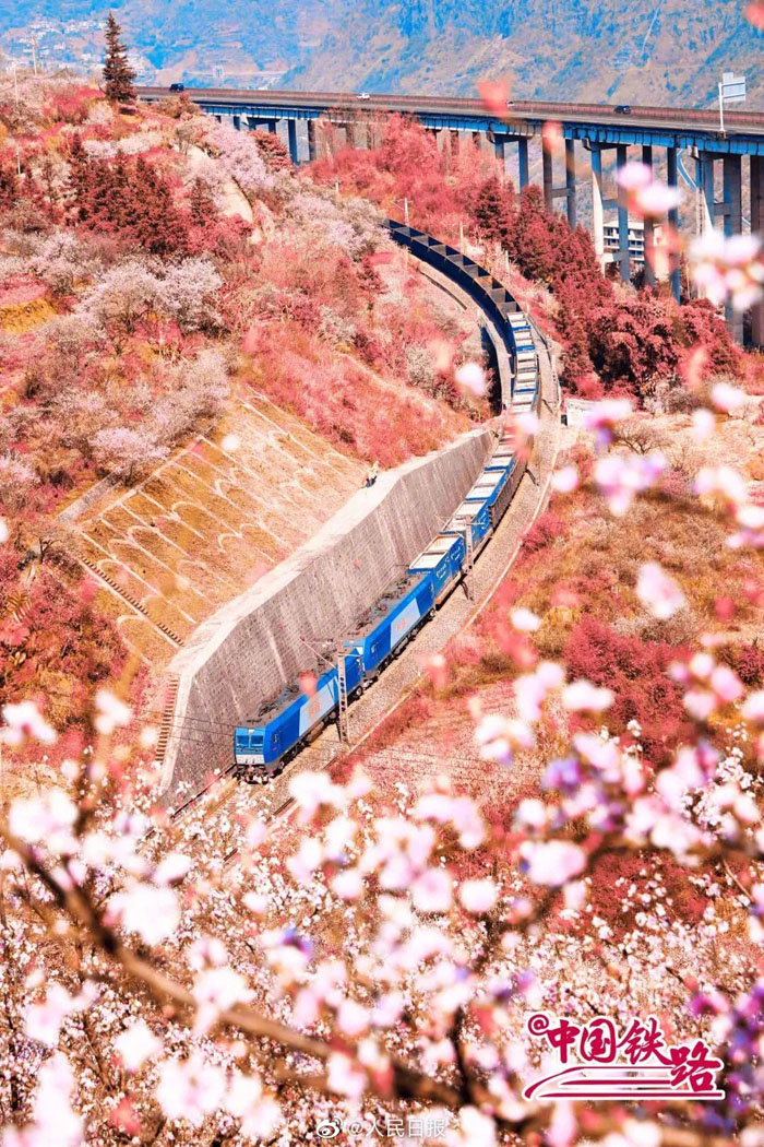 春の息吹を感じられる花と列車の織りなす風景
