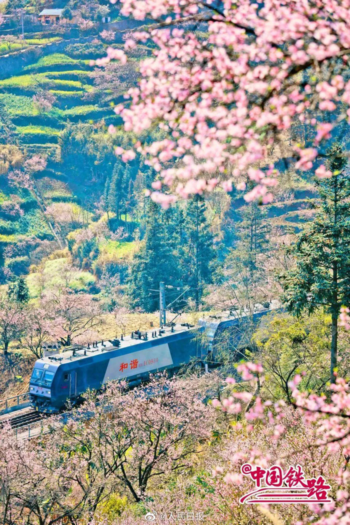 春の息吹を感じられる花と列車の織りなす風景