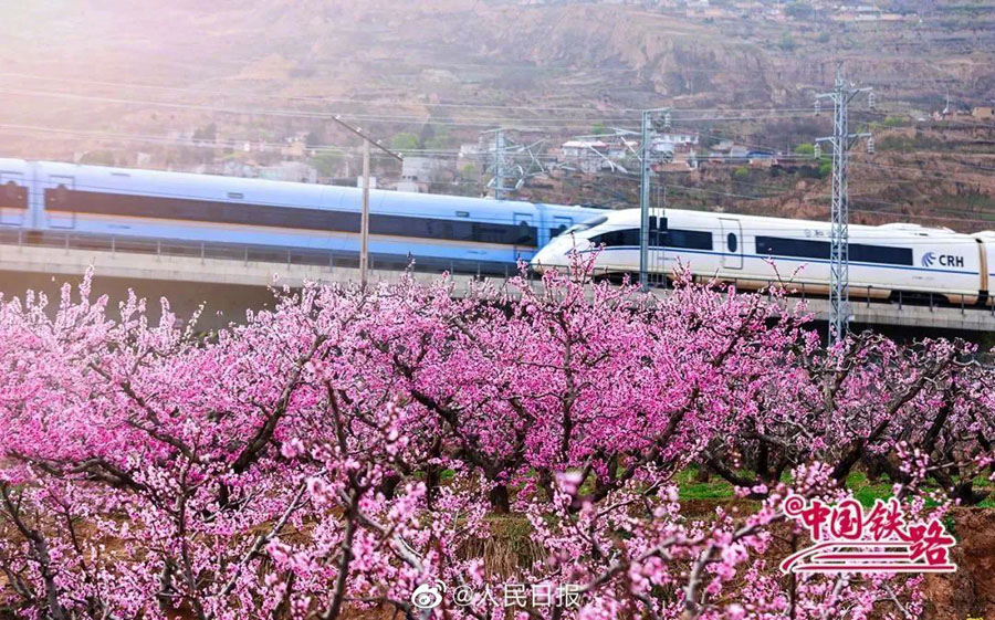 春の息吹を感じられる花と列車の織りなす風景