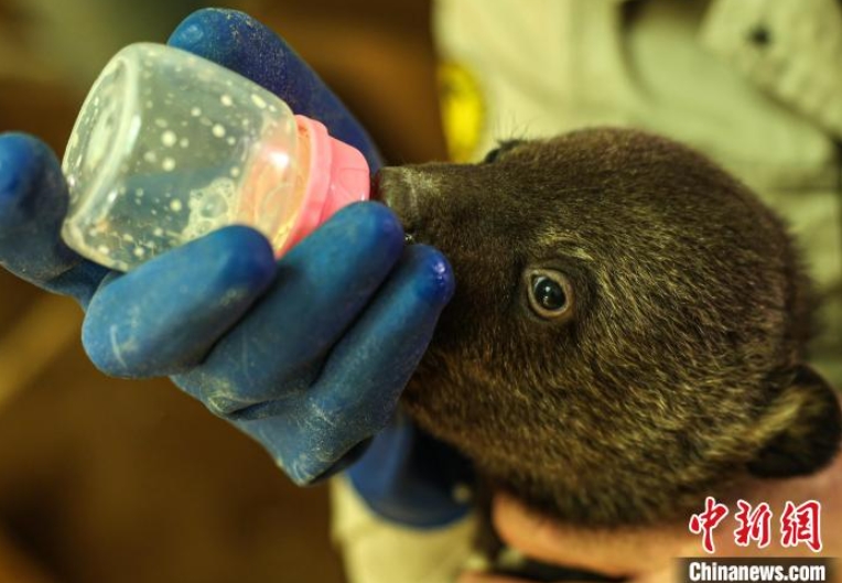 動物の赤ちゃんたちが保育園に入園！　山東省栄成