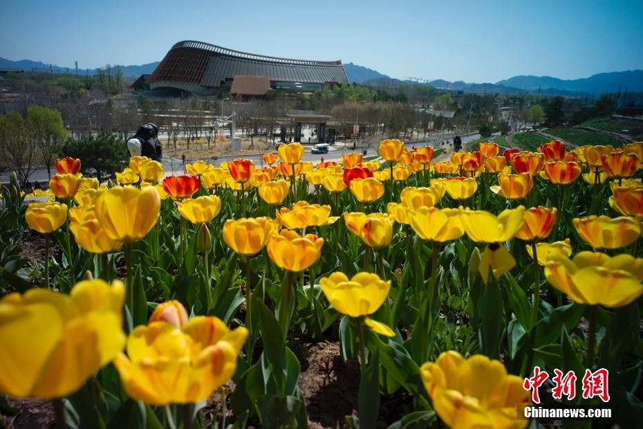 4月16日、北京世園公園のチューリップ畑で花見をする市民（撮影・盛佳鵬）。