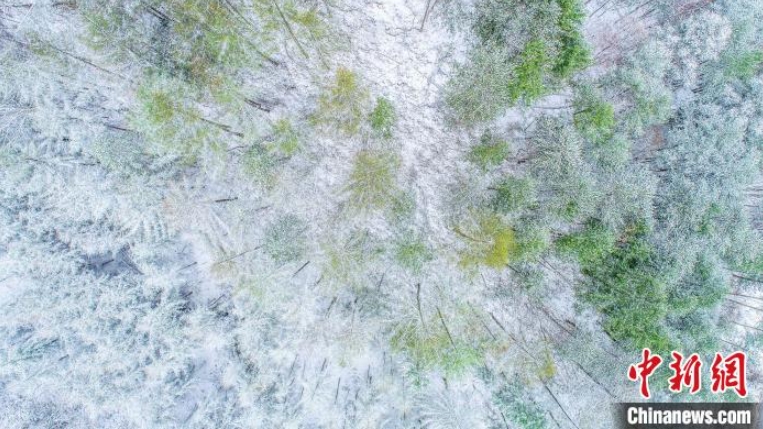 4月に舞い散る「春の雪」　湖北省神農架