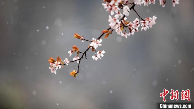 4月に舞い散る「春の雪」　湖北省神農架