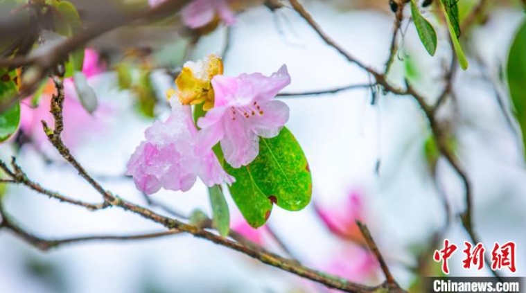 4月に舞い散る「春の雪」　湖北省神農架