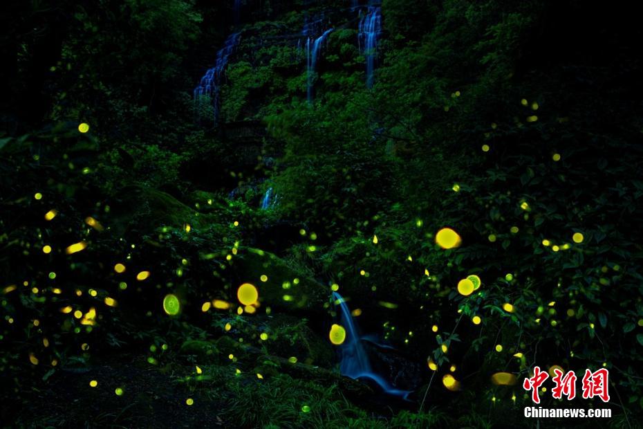 無数の星のように林の中を飛び回るホタル　四川省