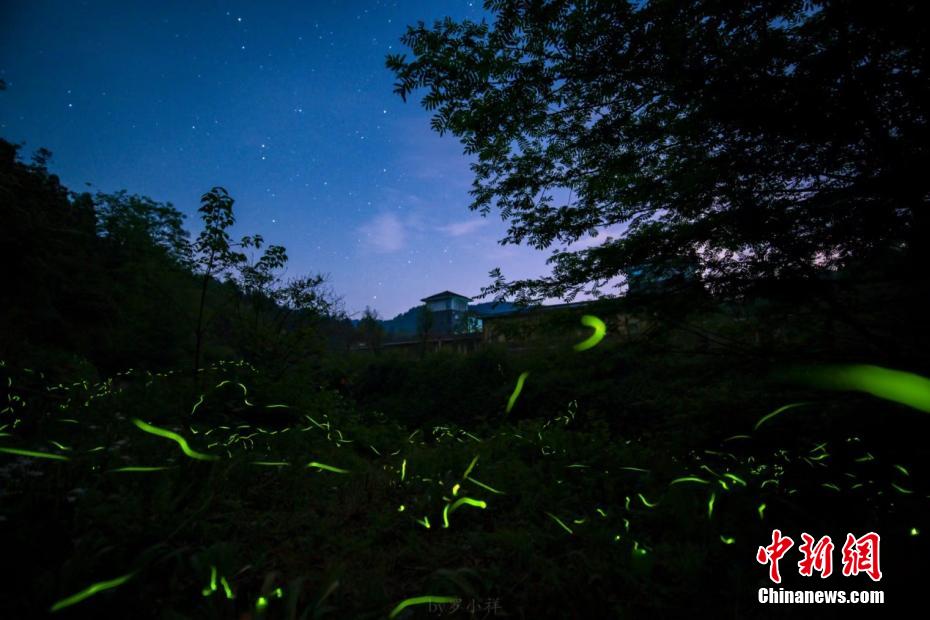 無数の星のように林の中を飛び回るホタル　四川省