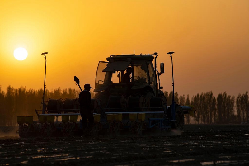機械化された綿花栽培　種まきがピークを迎える新疆