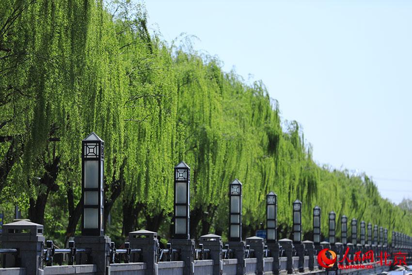 春たけなわの北京副都心で運河両岸の景色を満喫