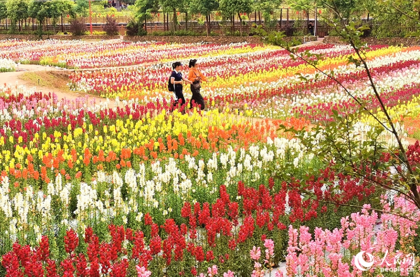 福建省沙県のキンギョソウ畑が満開に　観光業で潤う地元