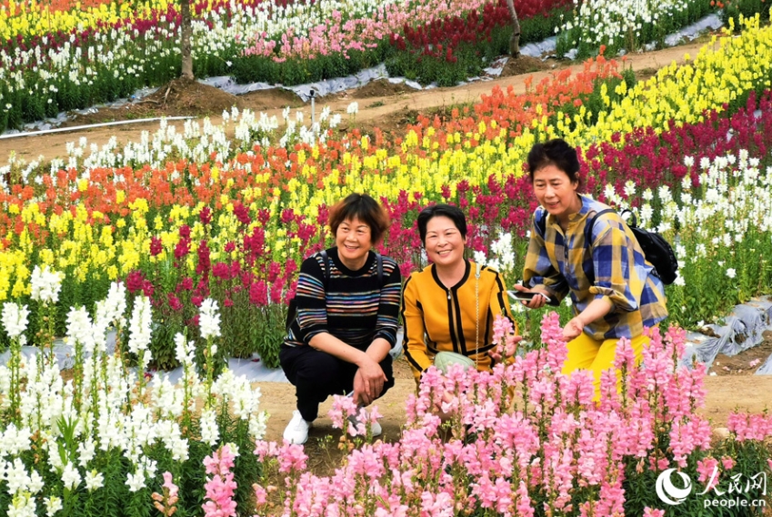 福建省沙県のキンギョソウ畑が満開に　観光業で潤う地元