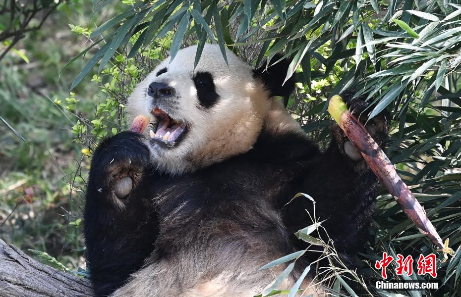 春を満喫するジャイアントパンダの「芝麻」　四川省