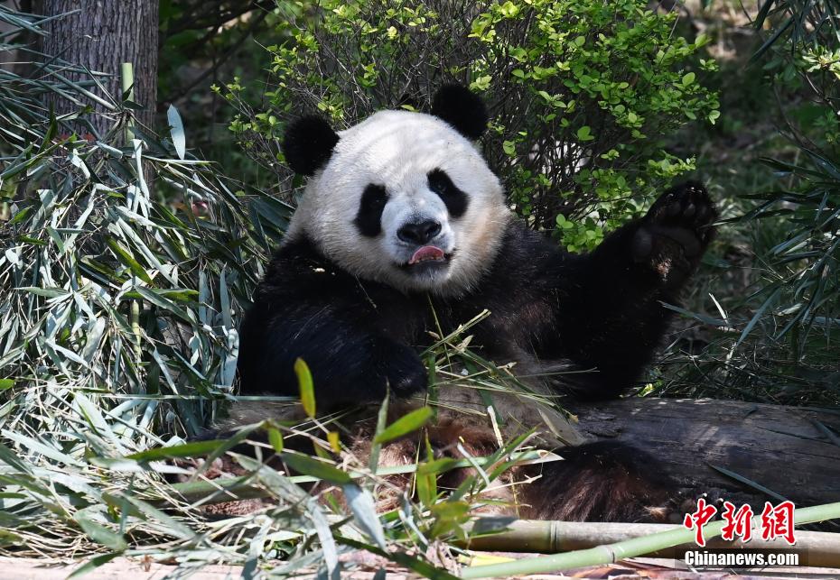 春を満喫するジャイアントパンダの「芝麻」　四川省