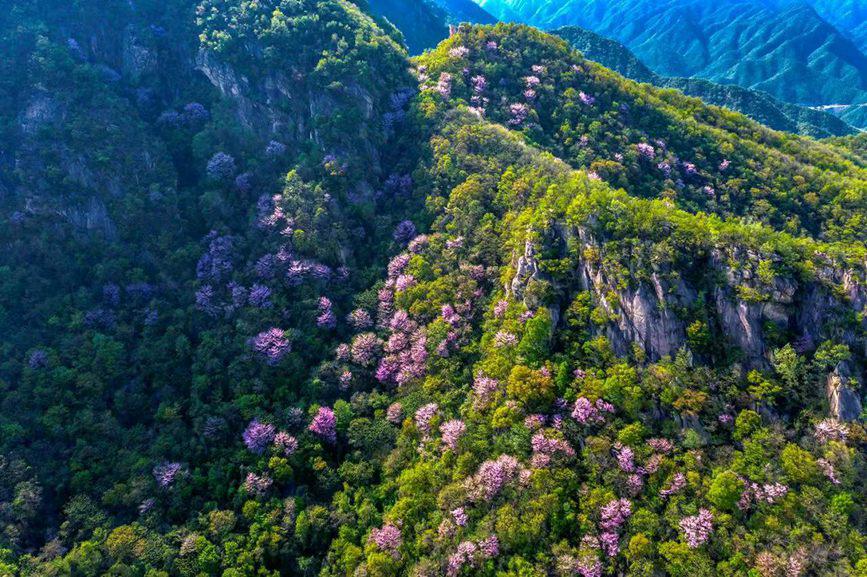 山や谷を美しく彩るハナズオウ　河南省魯山