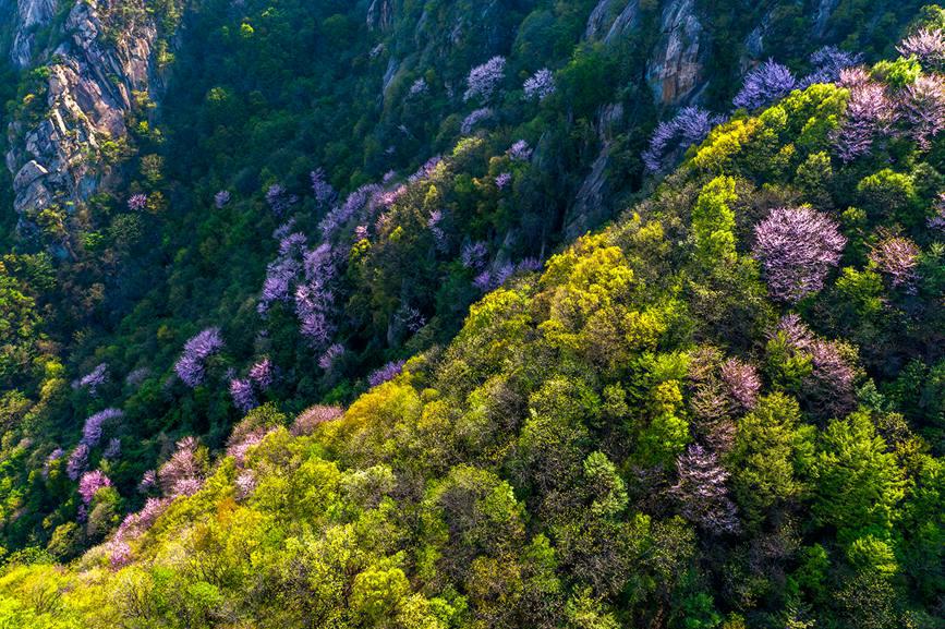 山や谷を美しく彩るハナズオウ　河南省魯山