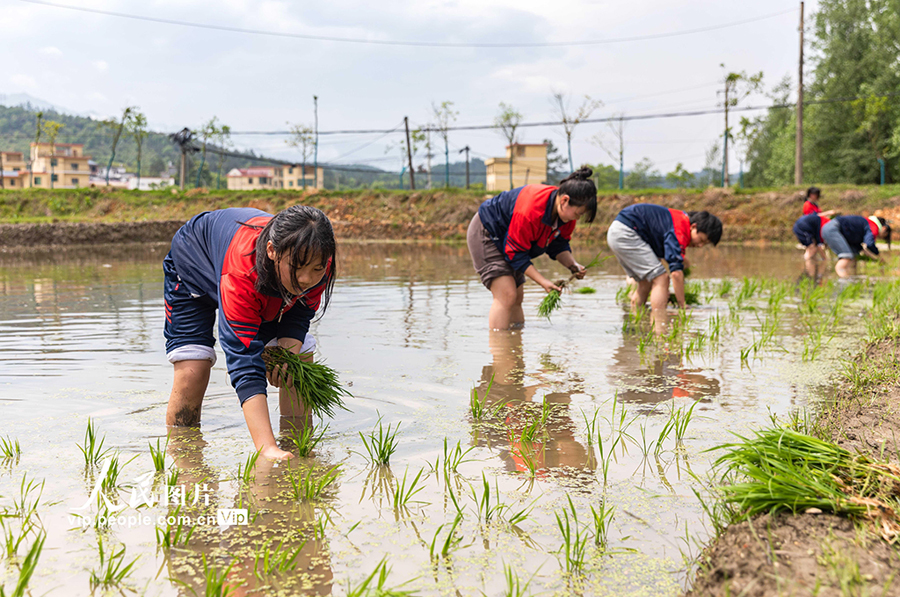 地元農民の指導を受けながら農作業を体験　江西省