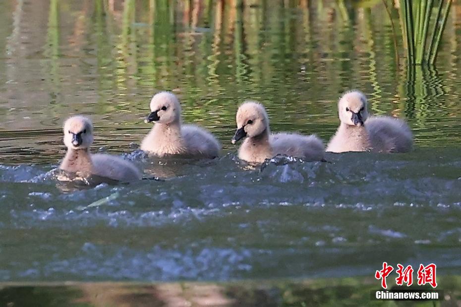 動物の楽園でコクチョウ一家が人気者に　江蘇省南京市紫金山