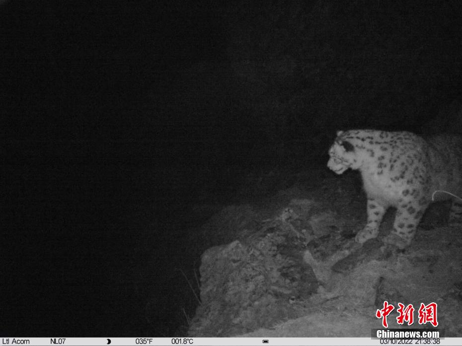 今年3月、ラサ市内で初めて赤外線カメラが捉えたユキヒョウ（写真提供・山水自然保護センター）。