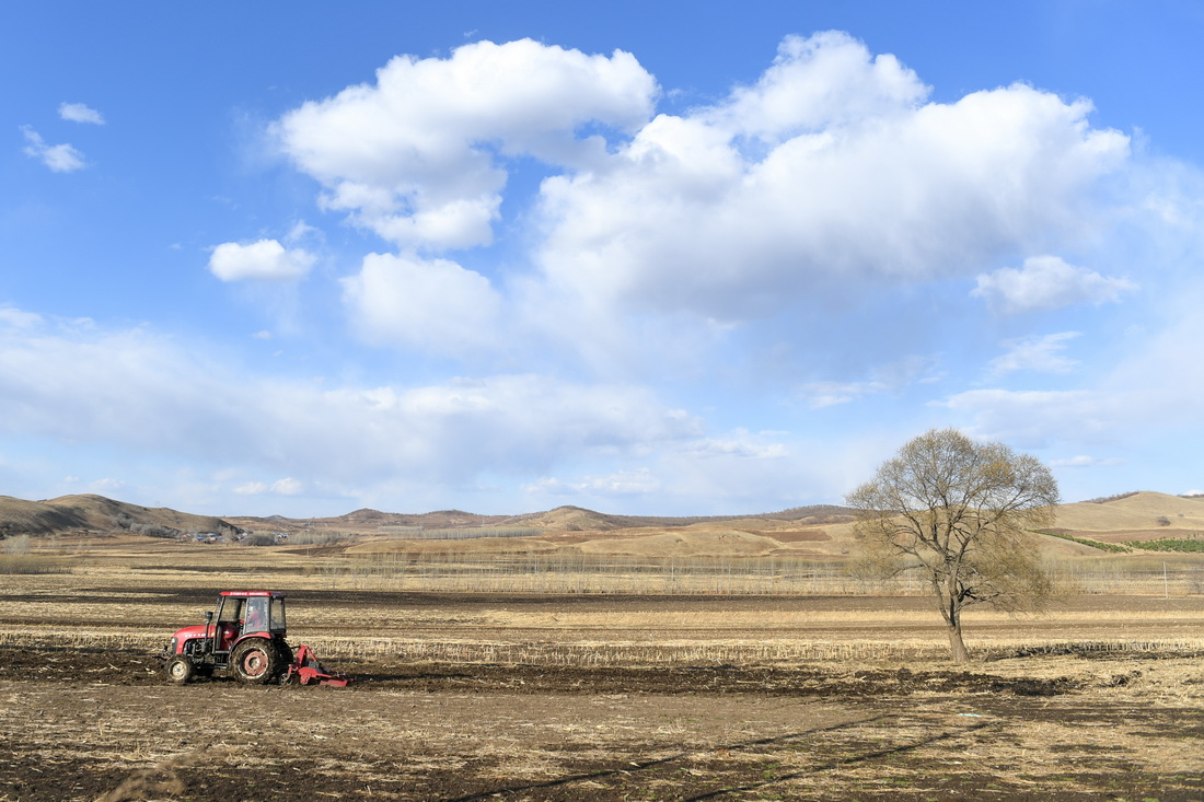 内モンゴル自治区フルンボイル市ジャラントン市尖山子村で、畑を耕すト耕運機（4月27日撮影・貝赫）。