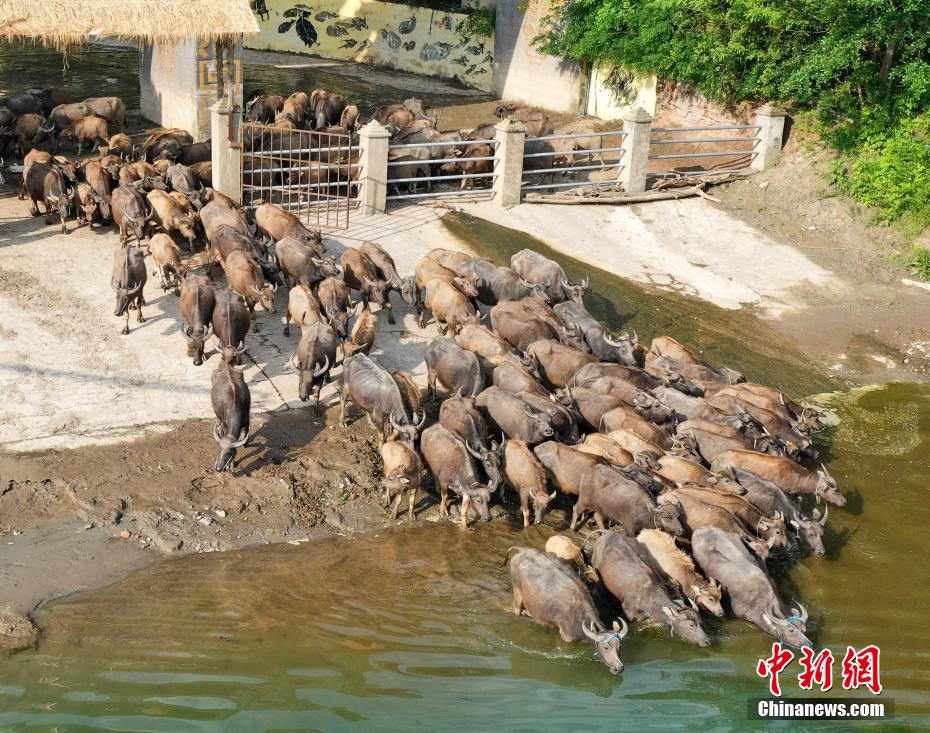 四川・南充が放牧シーズンに　嘉陵江を渡る牛の大群