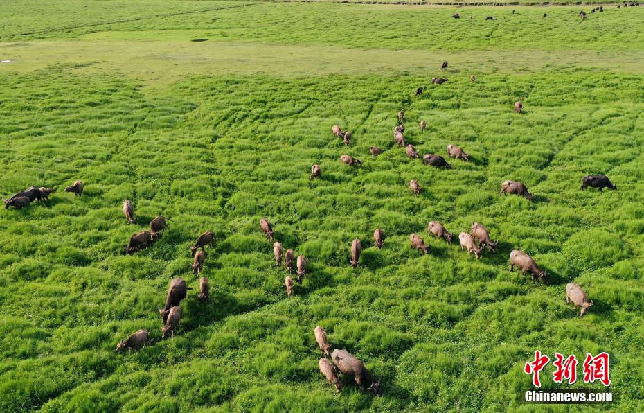 四川・南充が放牧シーズンに　嘉陵江を渡る牛の大群