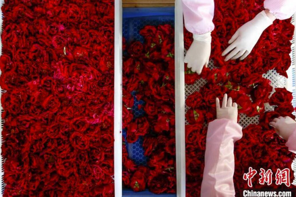 バラの花で郷村振興をバックアップ　安徽省黄山