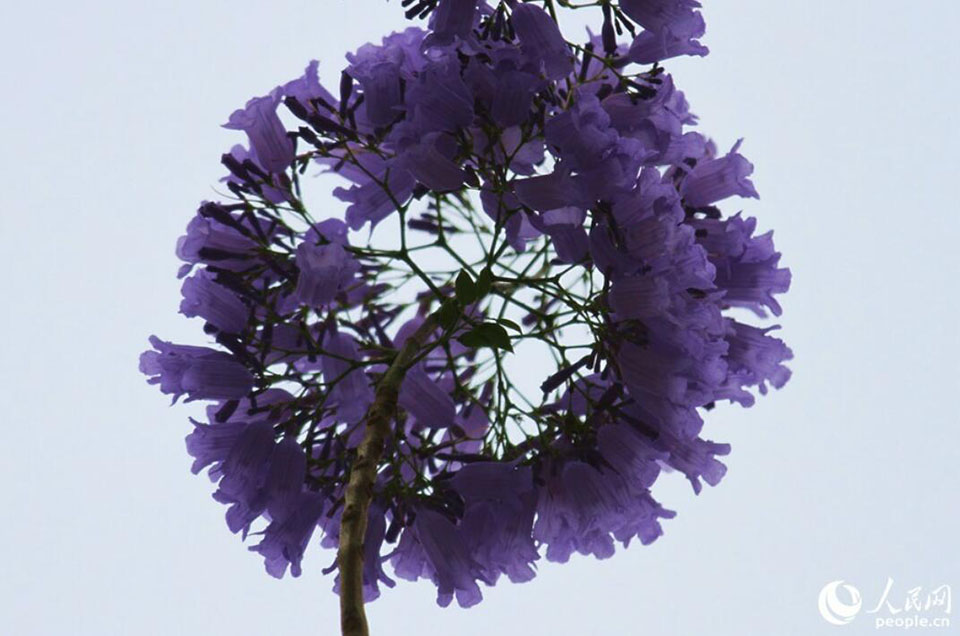 ロマンチックな薄紫色の花に彩られた福建省アモイ