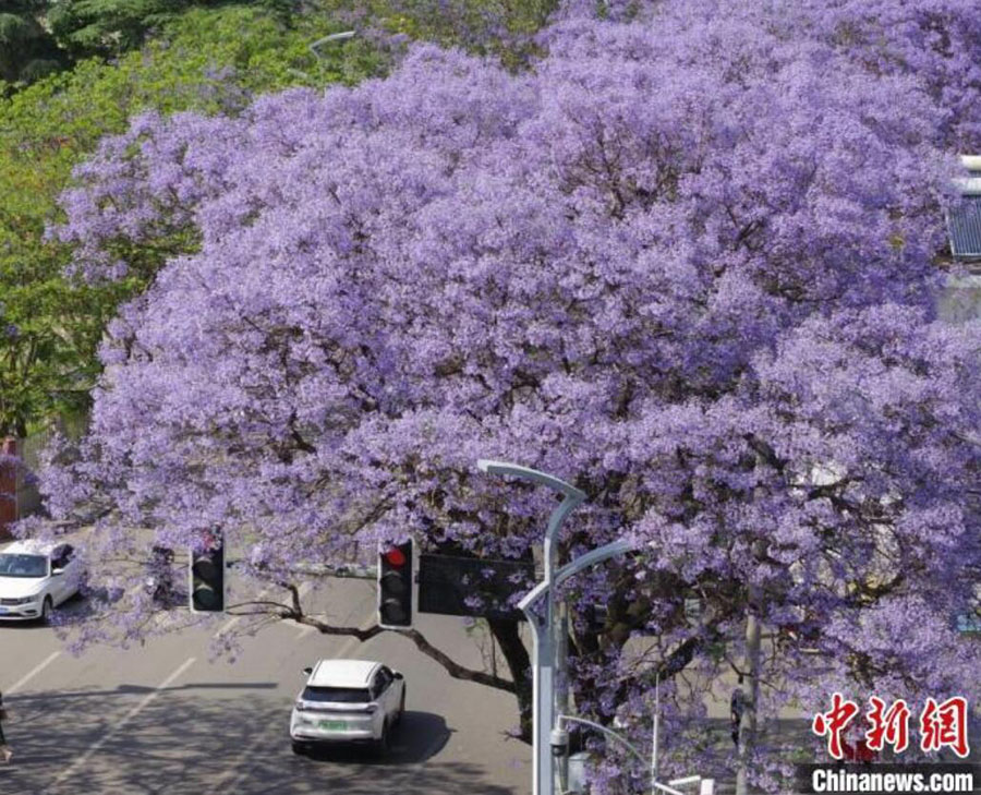 満開迎えたジャカランダが織りなす幻想的な風景　四川省西昌