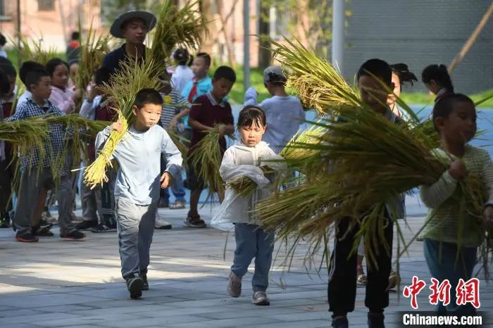  稲の収穫を体験する小学生たち（資料写真、撮影・陳超）。