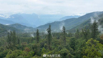 チベットで中国一高い 76.8メートルの木発見