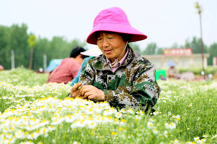  初夏のカモミール収穫に勤しむ人々　河南省汝陽