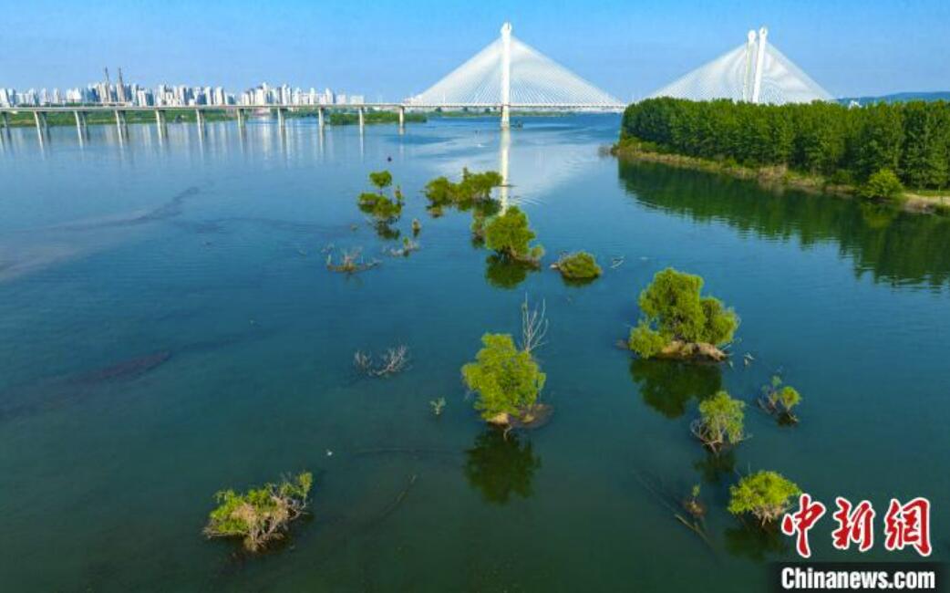 緑豊かな漢江生態湿地　湖北省襄陽