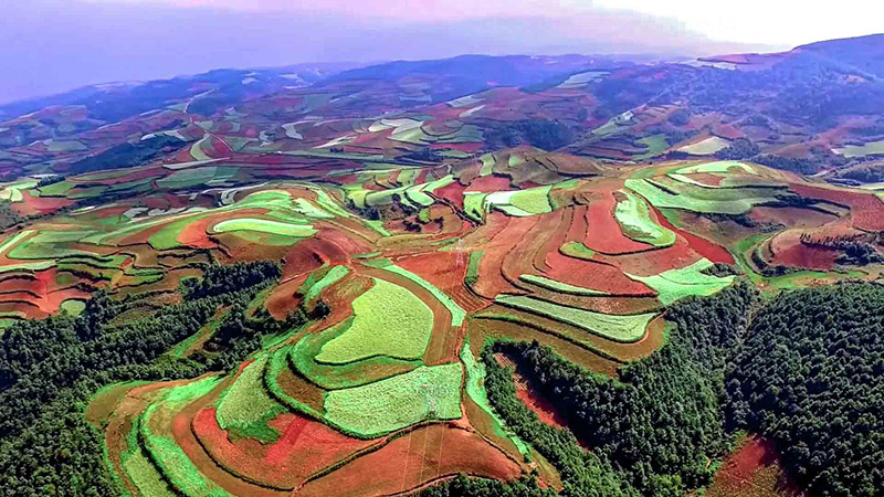 ハダカムギの収穫シーズン、彩り豊かな美しい大地　雲南省東川