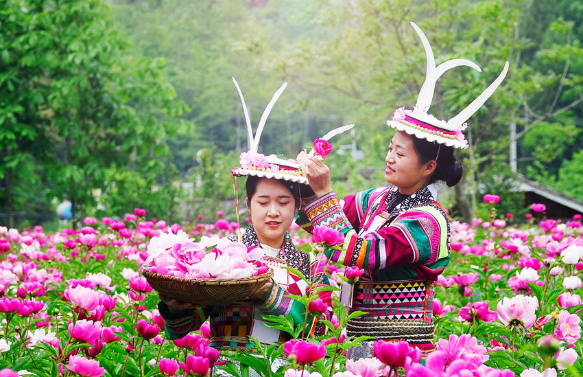 シャクヤクの花を摘むチベット族の女性（撮影・胡宇）。