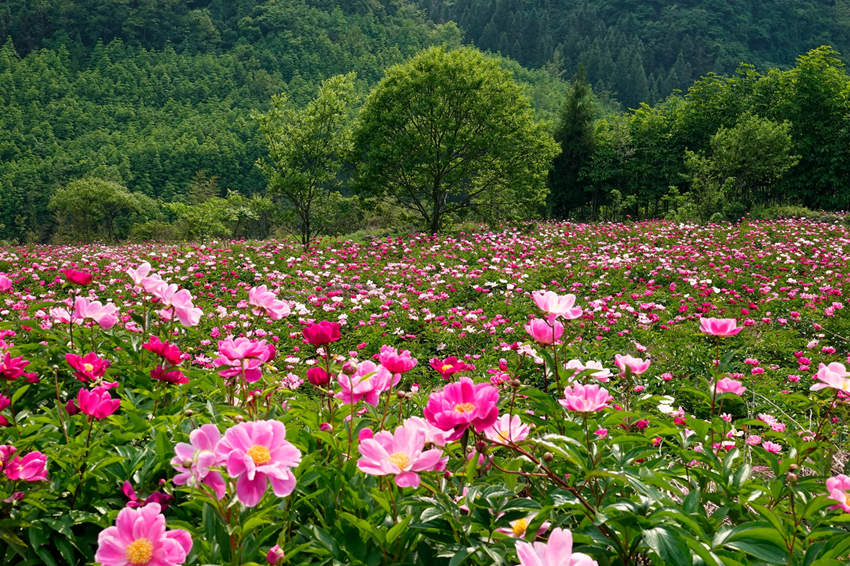 チベット族の郷村を美しく彩るシャクヤクの花　四川省平武